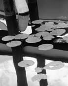 Reflections #3 by Kathryn Henley