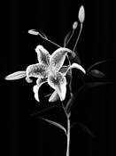 Lily #1 by Keith M. Folino