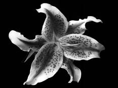 Lily #2 by Keith M. Folino