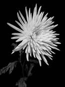 Mum #1 by Keith M. Folino