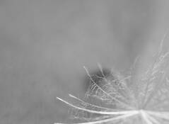 Dandelion 1 by Magnus Karlson