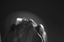 Tulip 5 by Magnus Karlson