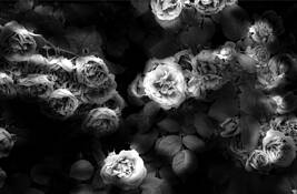 Dreamlight Roses by Milicska Jalbert