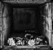 Who'll Put Flowers on a Flower's Grave by Richard Allen Ashmore