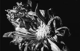 Floral #2 by Diane Silverman