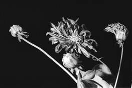 Floral#1 by Diane Silverman