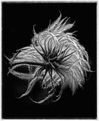 Clematis Seedpod by Robert Miller
