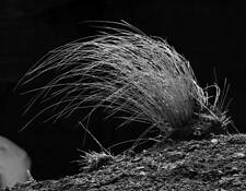 Blowing Grass by Don Bierman