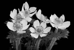 Anemone Occidentalis by Don Jacobson