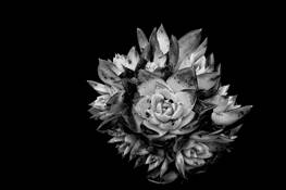 Dudleya Farinosa by Don Jacobson