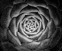 Rosette by Don Jacobson