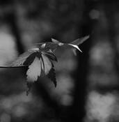 Light & Shadows by Fiona Keyes