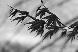 Windy Leaves by Fiona Keyes