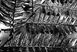 Fern Pattern by Greg Tucker