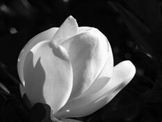 Flower by Jeff Unger