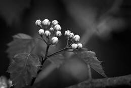 Blossoms by Jeffrey Logesky