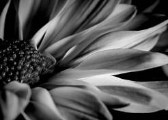 Daisy by Jeffrey Logesky