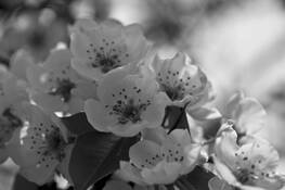 Dots by Joan M. Ladendorf