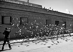Man Scaring Pigeons by Lee Grossman