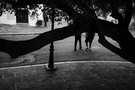 Out on a Limb by Eduardo Bermudez