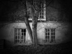 Three Trees and Windows by Arnfinn Johnsen