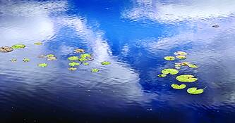Cloudy With Scattered Lilypads by Steve Burkett