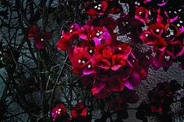 Monterey Flowers by Allan R. Lamb