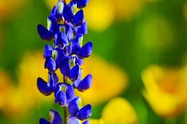 Lupine by Ari Plosker