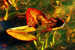 Lilypad by Barbara Warren