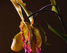 Orchid by Barbara Warren