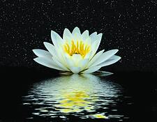 Lily Rise by Bob Miller