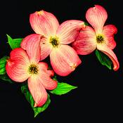 Dogwood by Bruce Blum