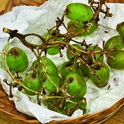 Grapes by Bruce Blum