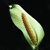 Untitled by Chris Morrow