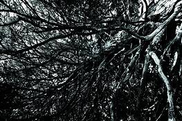 Bloom by Cynthia L. Chang