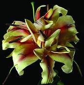 Floralien by Dana Wakefield