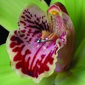 Pierced Orchid by Dana Wakefield