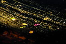 Late Summer by David Klegon