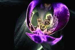 Solar Orchid by David Klegon