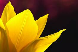 Glowing Tulip by Dawnita Hall