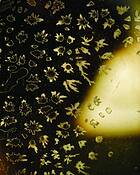 Aged Glass by Dennis Fritsche