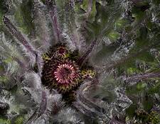 Cirsium Scariosum by Don Jacobson
