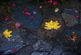 Leaves & Stones by Don Jacobson