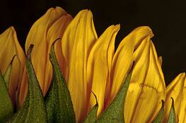 Sunflower by Doug Steakley