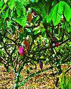 Cocoa Field by Seta Karabadjian