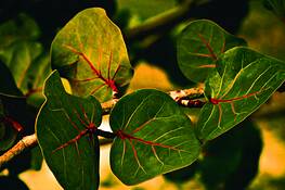 Leaves by Seta Karabadjian