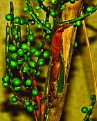 Wax Palm by Seta Karabadjian