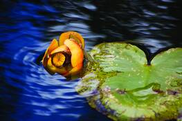 Naturally Painted by Shanna Mae Swanson