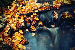 Fall by Simon Cauvier Goupil