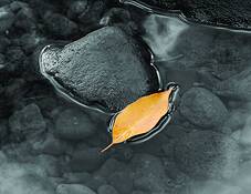 Floating Leaf by Simone Reddingius